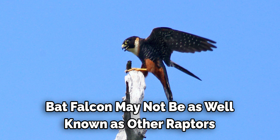 Bat Falcon May Not Be as Well- Known as Other Raptors