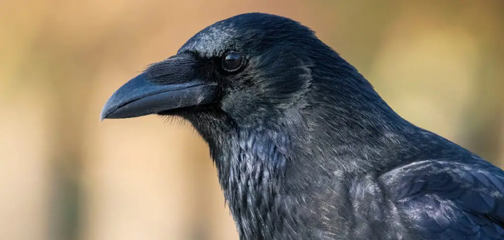 Carrion Crow Spiritual Meaning