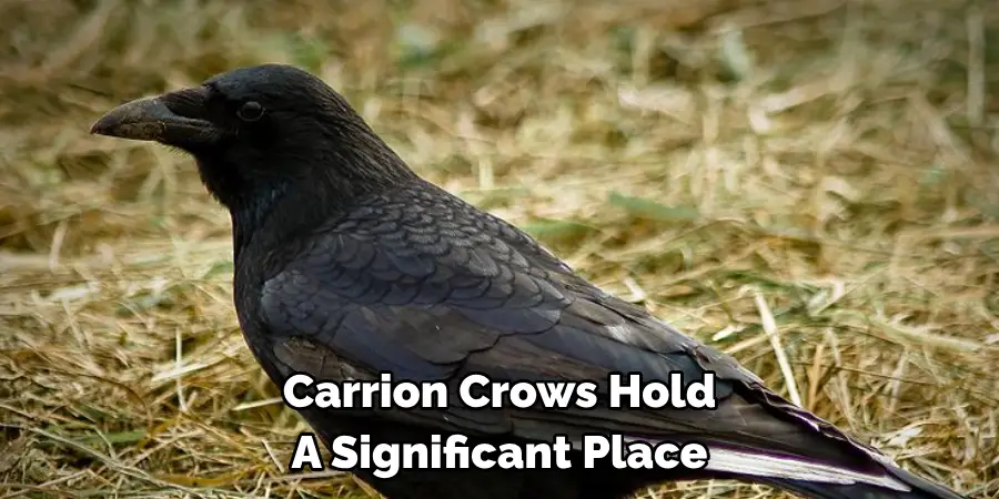 Carrion Crows Hold A Significant Place