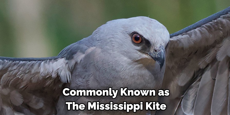 Commonly Known as The Mississippi Kite
