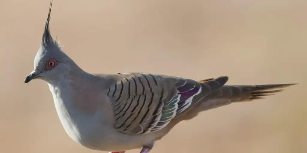 Crested Pigeon Spiritual Meaning