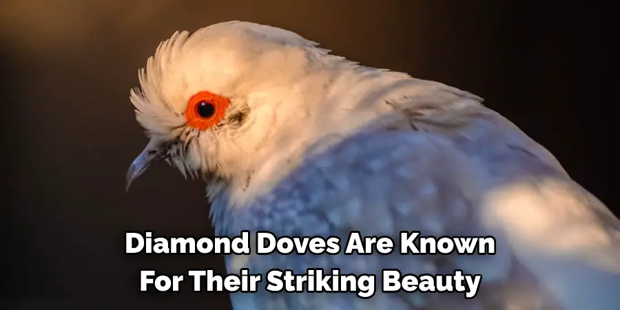 Diamond Doves Are Known For Their Striking Beauty