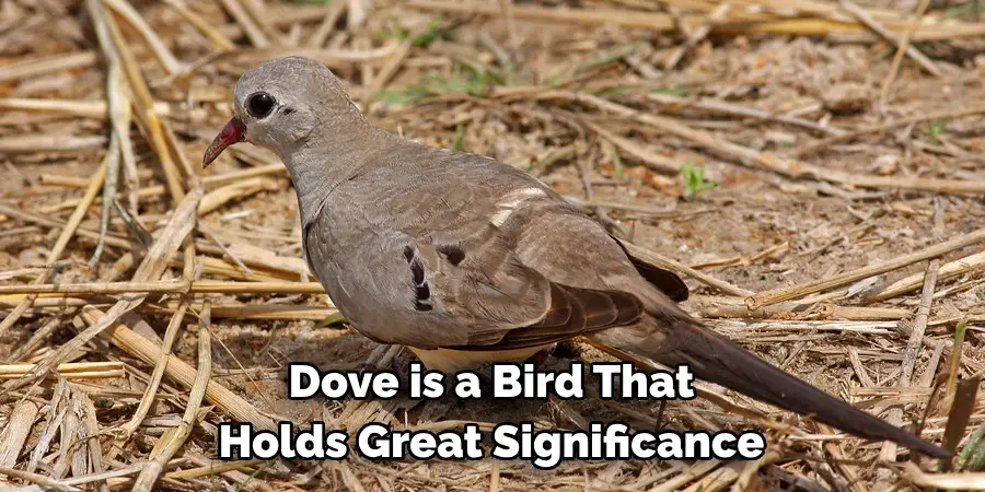 Dove is a Bird That Holds Great Significance