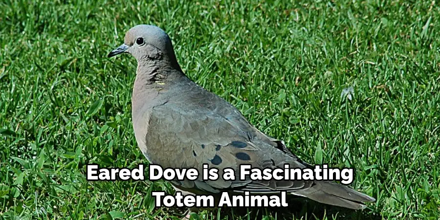 Eared Dove is a Fascinating Totem Animal