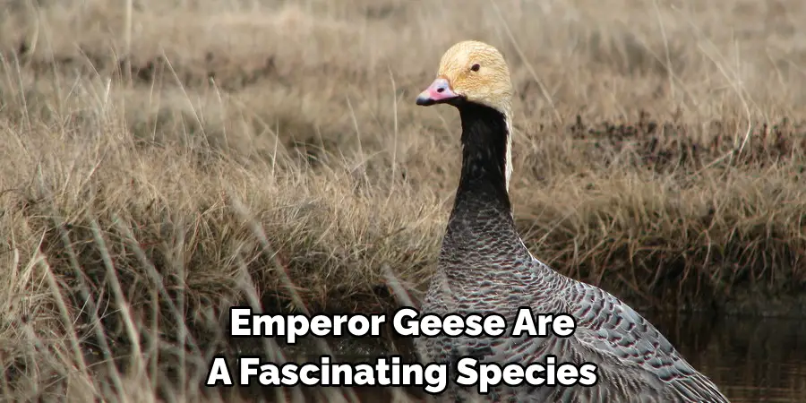 Emperor Geese Are A Fascinating Species
