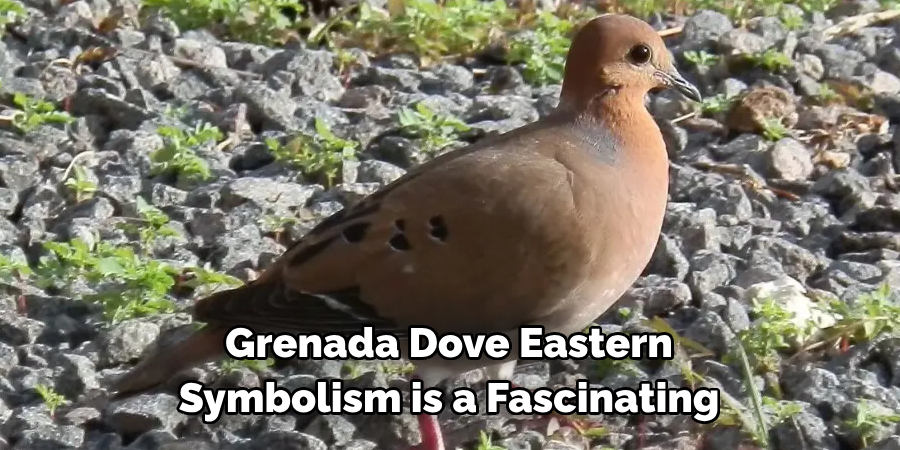 Grenada Dove Eastern Symbolism is a Fascinating
