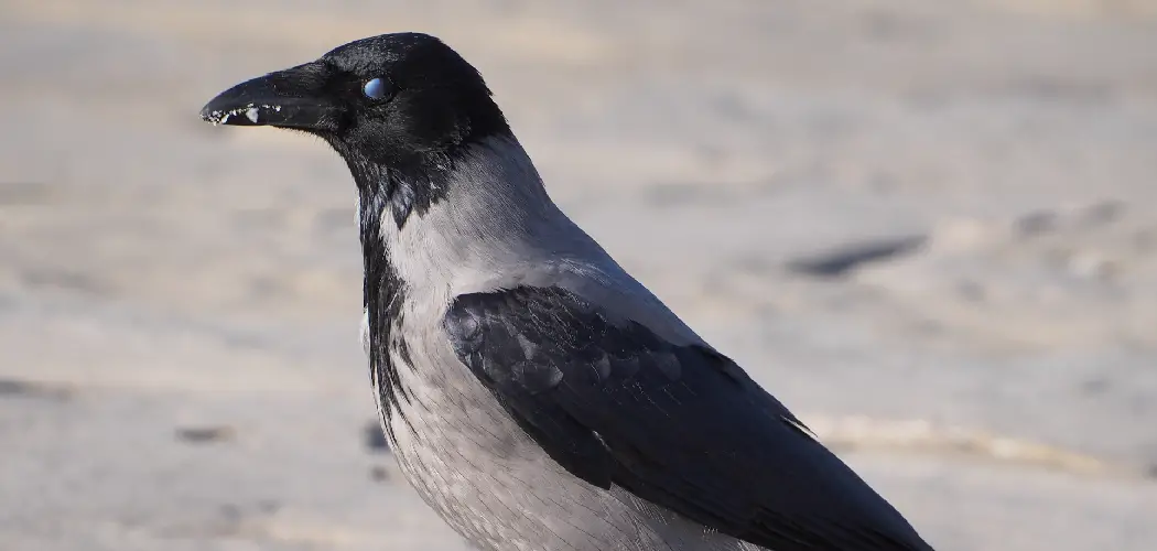 Hooded Crow Spiritual Meaning