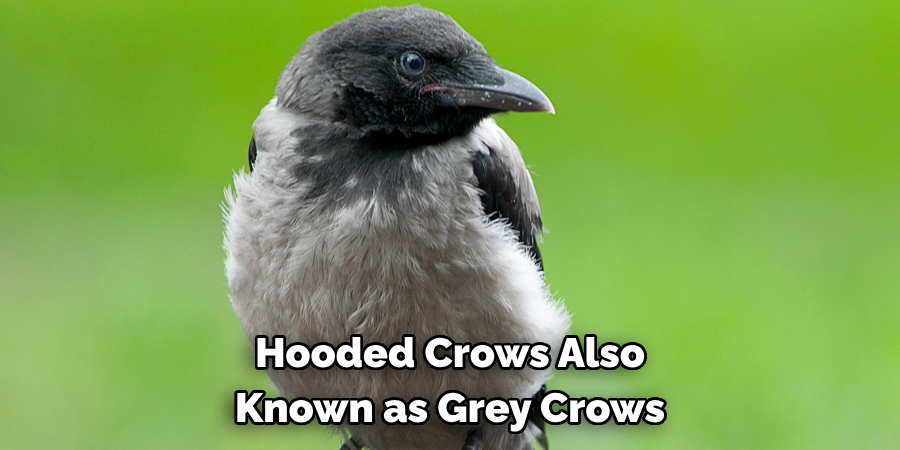 Hooded Crows Also Known as Grey Crows