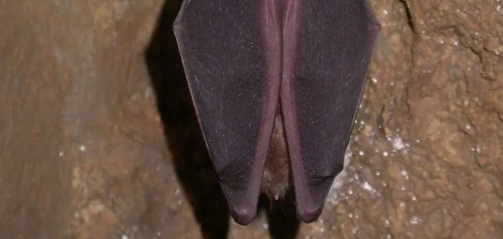 Horseshoe Bat Spiritual Meaning