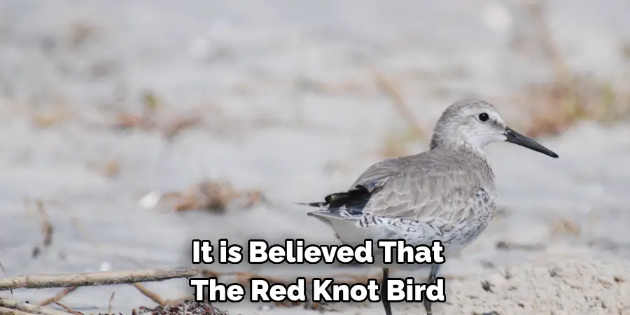 It is Believed That The Red Knot Bird