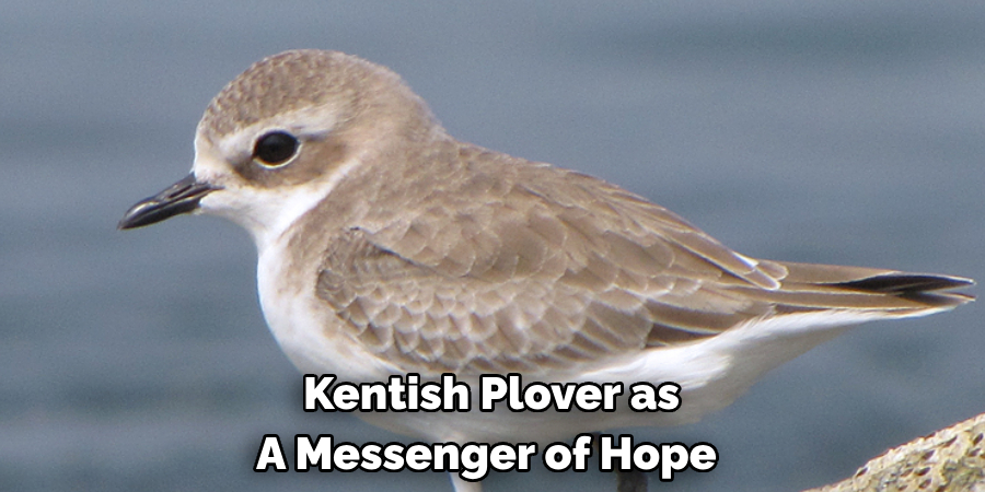 Kentish Plover as A Messenger of Hope