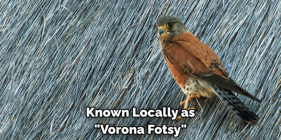 Known Locally as "Vorona Fotsy"