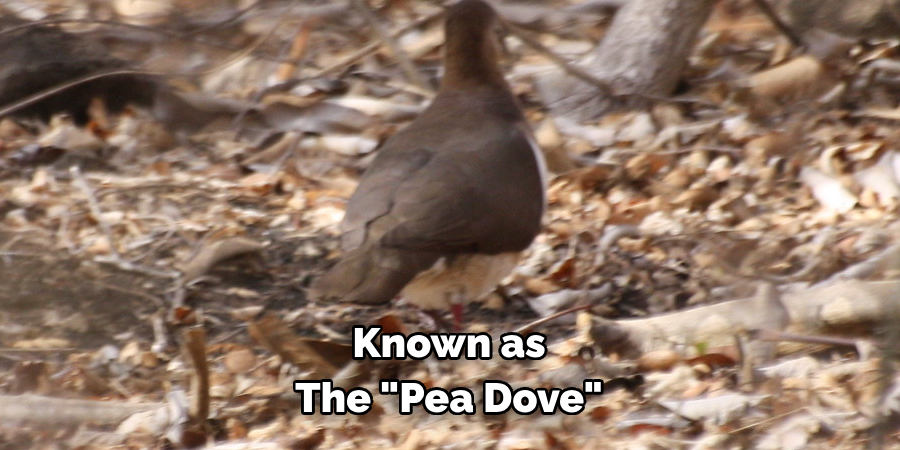 Known as The "Pea Dove"
