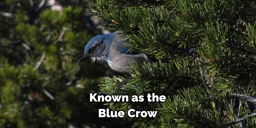 Known as the Blue Crow