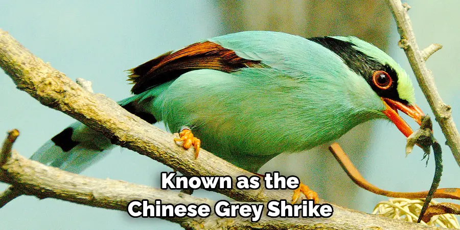 Known as the Chinese Grey Shrike
