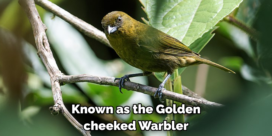 Known as the Golden cheeked Warbler