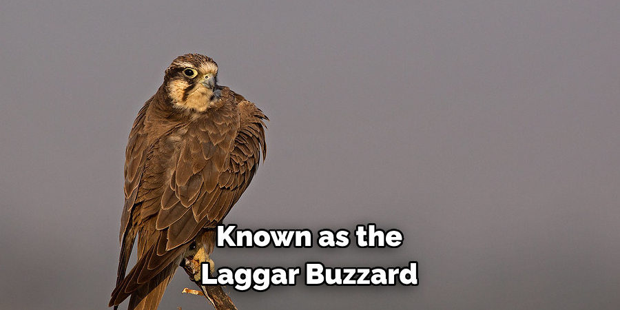 Known as the Laggar Buzzard