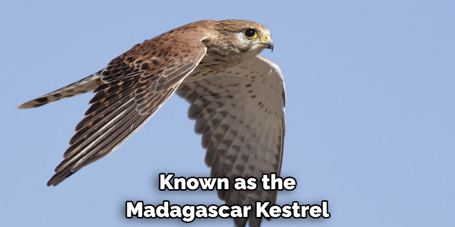 Known as the Madagascar Kestrel