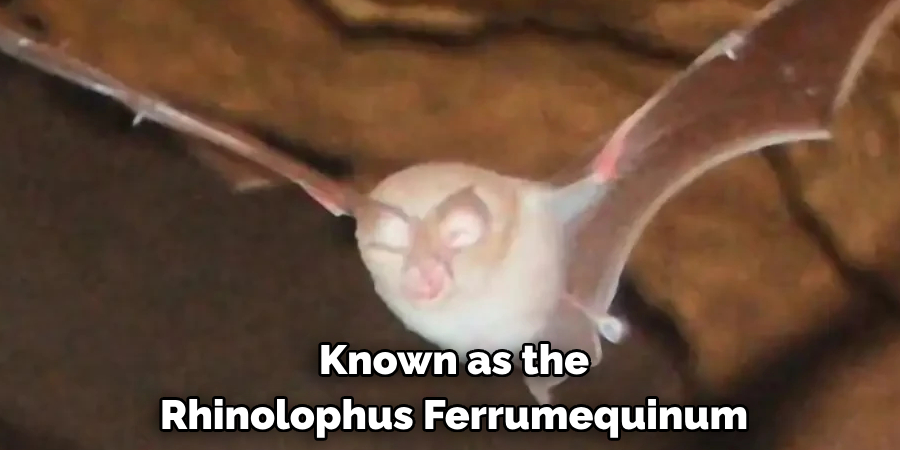 Known as the Rhinolophus Ferrumequinum
