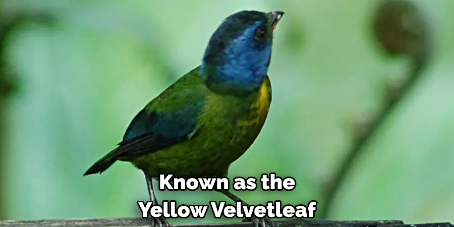 Known as the Yellow Velvetleaf