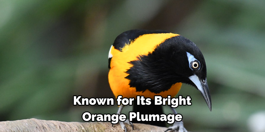 Known for Its Bright Orange Plumage
