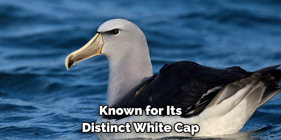 Known for Its Distinct White Cap