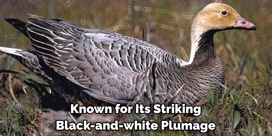 Known for Its Striking Black-and-white Plumage