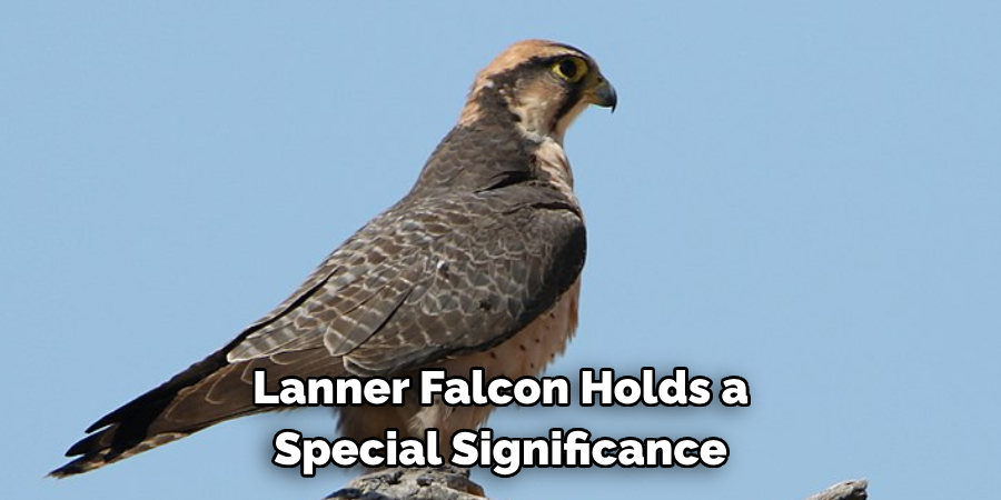 Lanner Falcon Holds a Special Significance