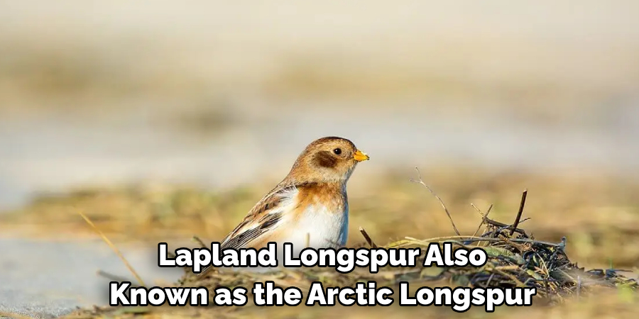 Lapland Longspur Also Known as the Arctic Longspur