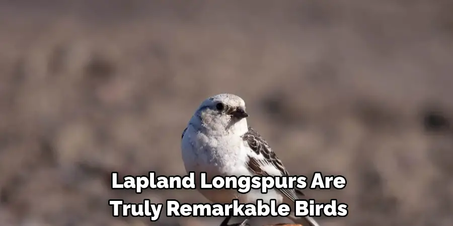 Lapland Longspurs Are Truly Remarkable Birds