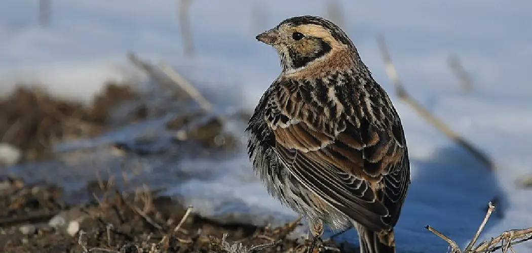 Longspur Spiritual Meaning, Symbolism and Totem