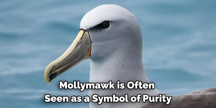 Mollymawk is Often Seen as a Symbol of Purity