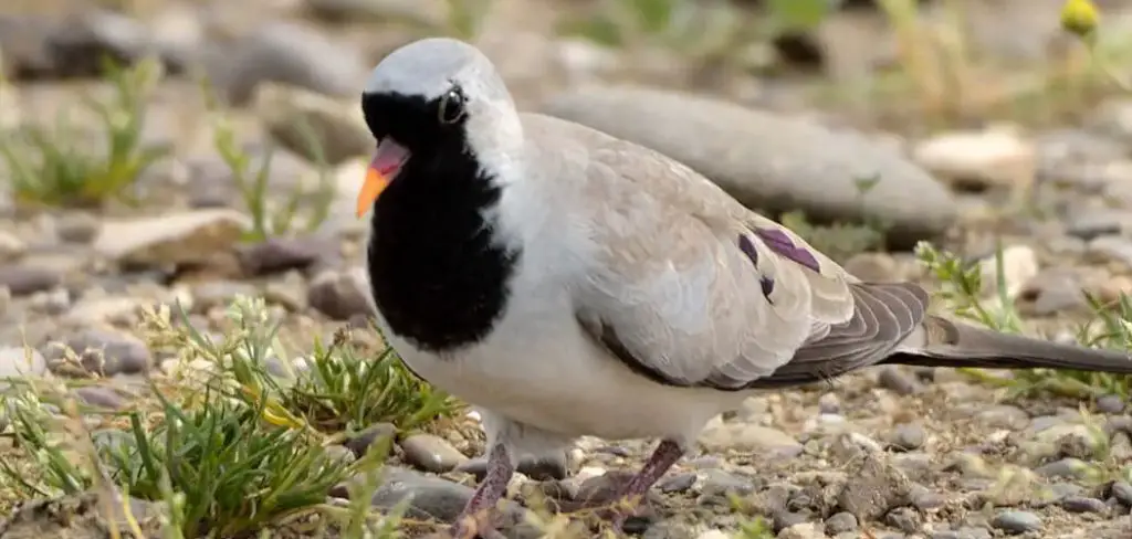 Namaqua Dove Spiritual Meaning