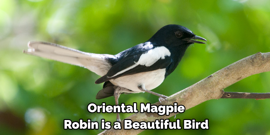Oriental Magpie Robin is a Beautiful Bird