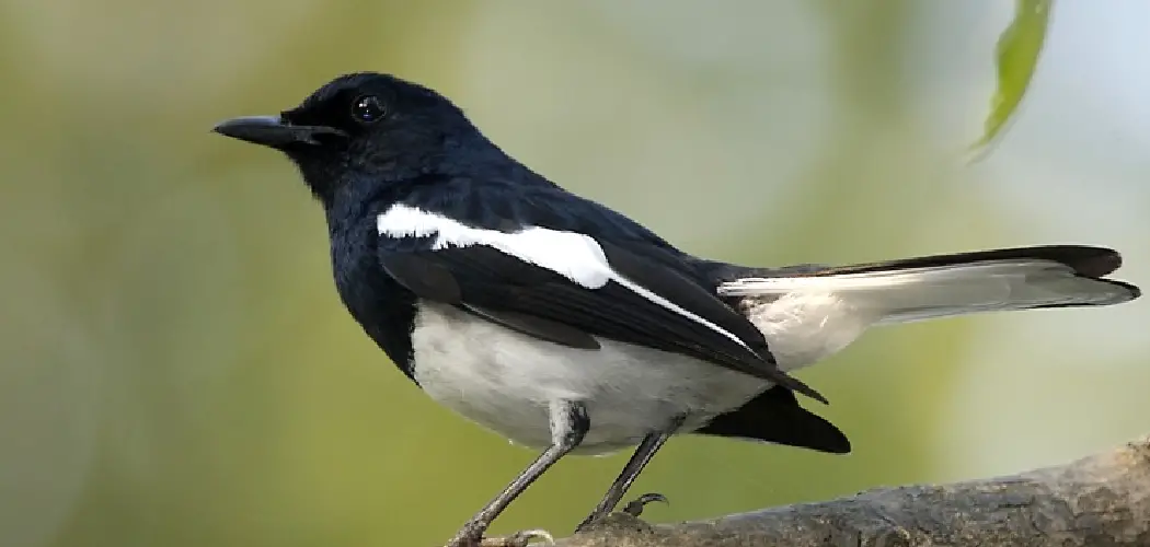 Oriental Magpie Spiritual Meaning