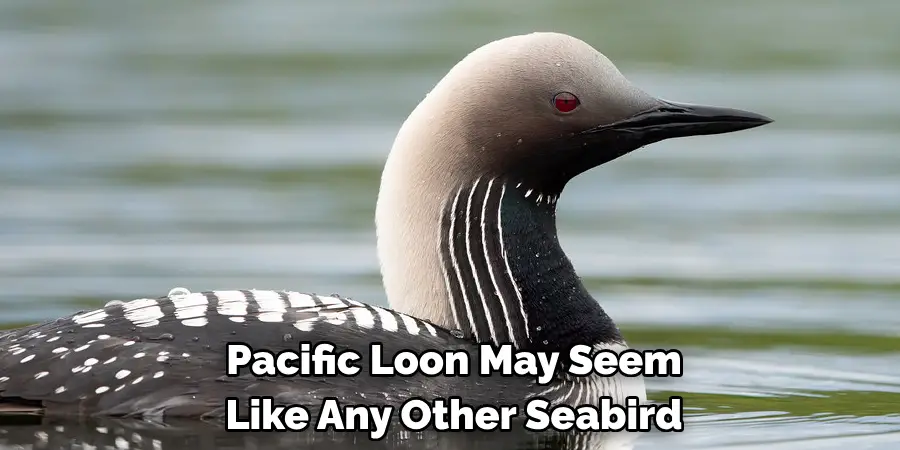 Pacific Loon May Seem Like Any Other Seabird