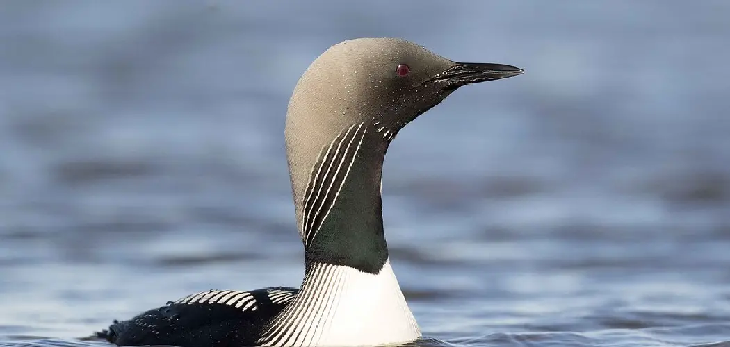 Pacific Loon Spiritual Meaning