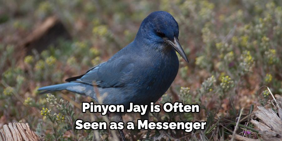 Pinyon Jay is Often Seen as a Messenger