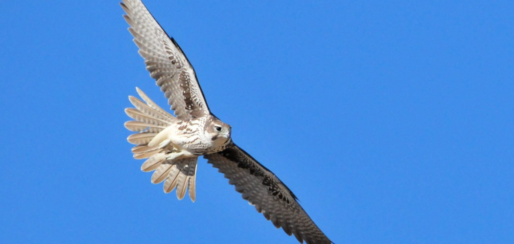 Prairie Falcon Spiritual Meaning