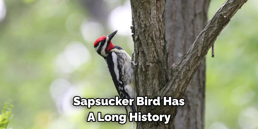 Sapsucker Bird Has A Long History