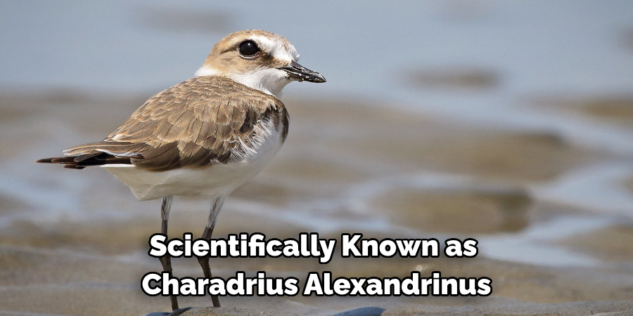 Scientifically Known as Charadrius Alexandrinus