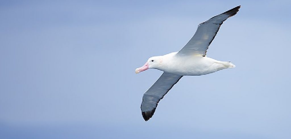 Snowy Albatross Spiritual Meaning