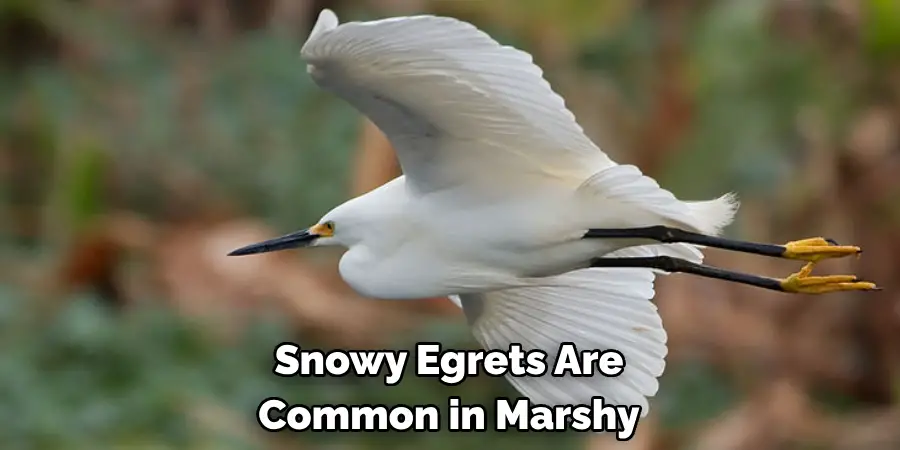 Snowy Egrets Are Common in Marshy