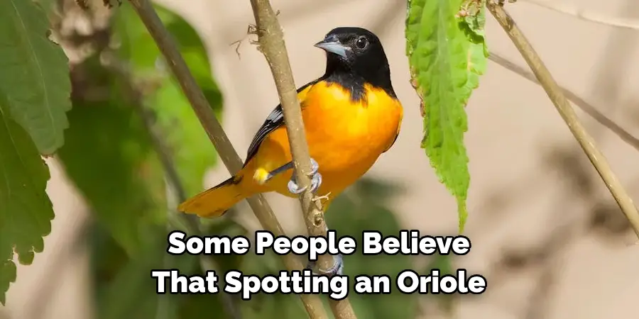 Some People Believe That Spotting an Oriole