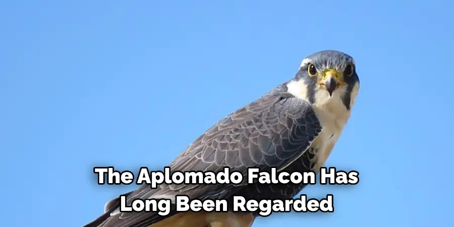 The Aplomado Falcon Has Long Been Regarded
