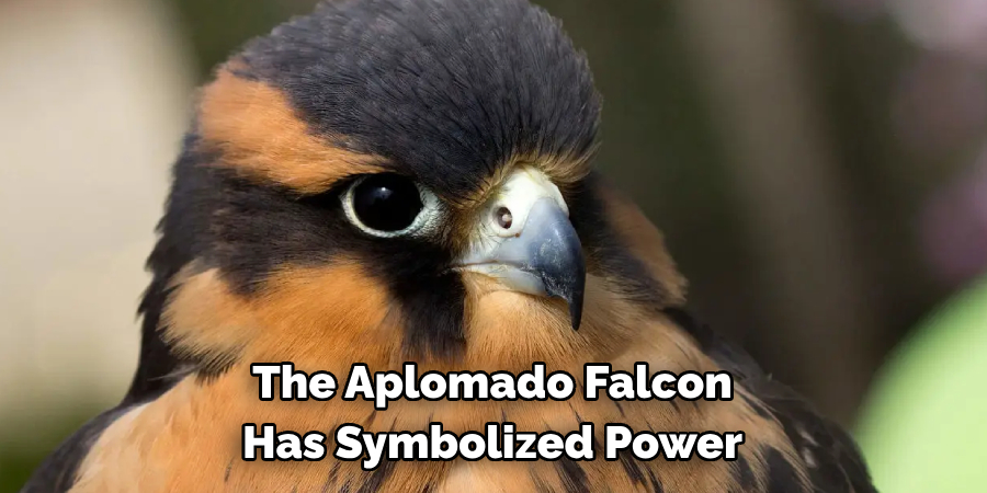 The Aplomado Falcon Has Symbolized Power