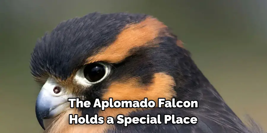 The Aplomado Falcon Holds a Special Place