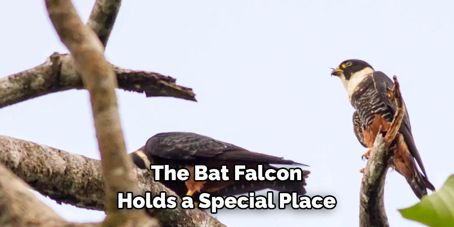 The Bat Falcon Holds a Special Place
