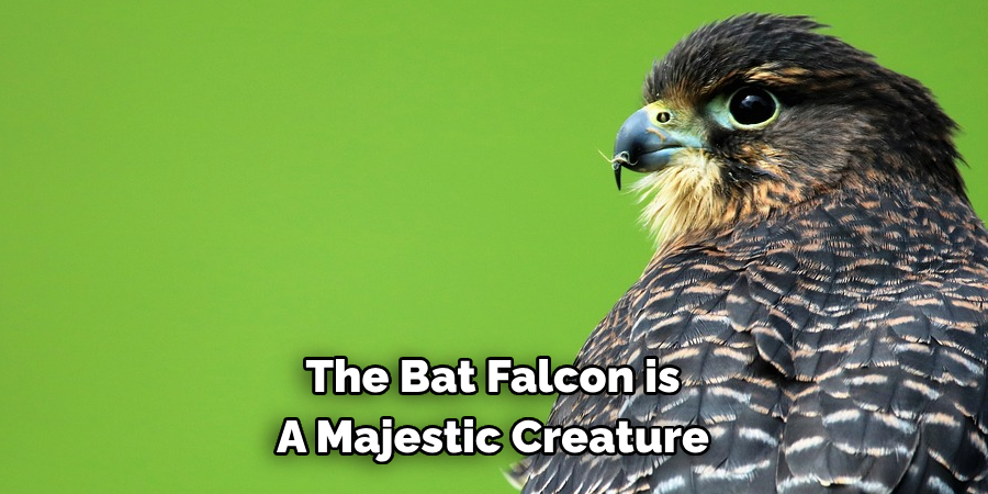 The Bat Falcon is A Majestic Creature