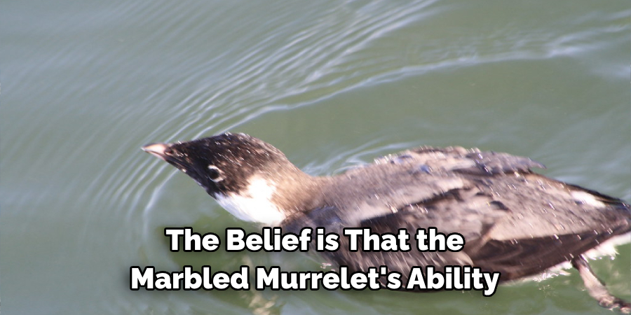 The Belief is That the Marbled Murrelet's Ability